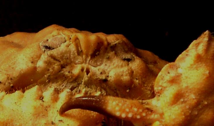 Calappa tuberculata T.F.C. male first article of antenna.jpg